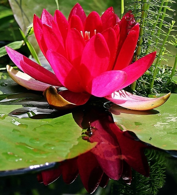 Красный лотос, цветок, природа, лето, листья, экзотический сад