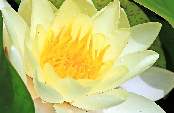 Lotus, Flower, sommer, natur, blad, petal