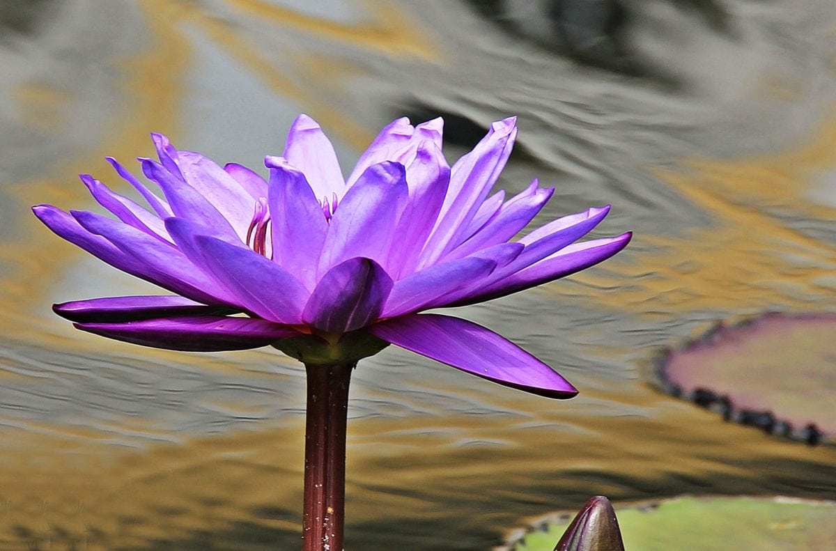 Waterlily, vatten, natur, blomma, Lotus, sommar
