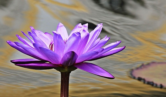 Loto púrpura, acuático, exótico, agua, loto, Waterlily, naturaleza, flor