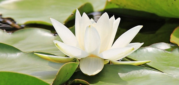 Waterlily, Lotus, aquatique, feuille, nature, fleur, exotique