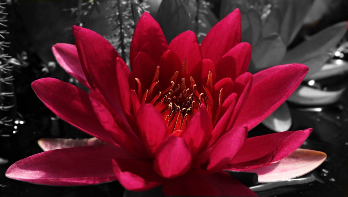 THÚ VỊ Hoa Tulip Đỏ  Loài hoa của tình yêu và đam mê