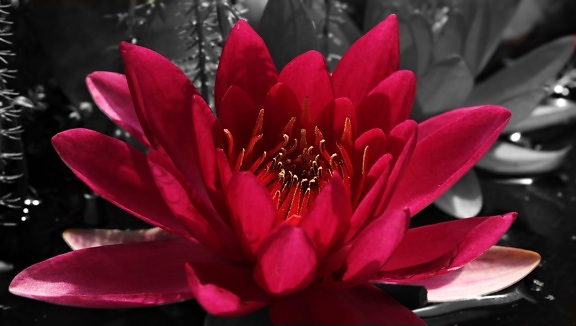 czerwony Lotos, ogrodnictwo, natura, Płatek, roślina, czerwony kwiat, kwiat