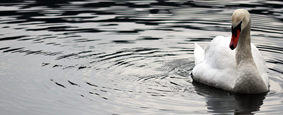 Swan river, refleksi, burung, Danau, air, alam