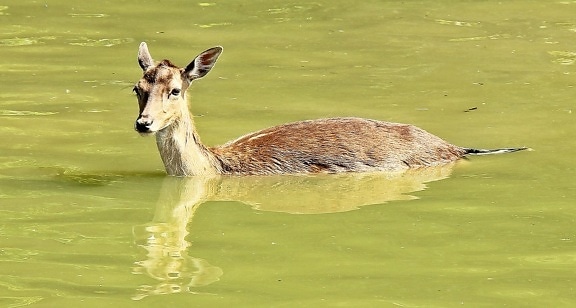 wildlife, animal, nature, ro deer, lake, water
