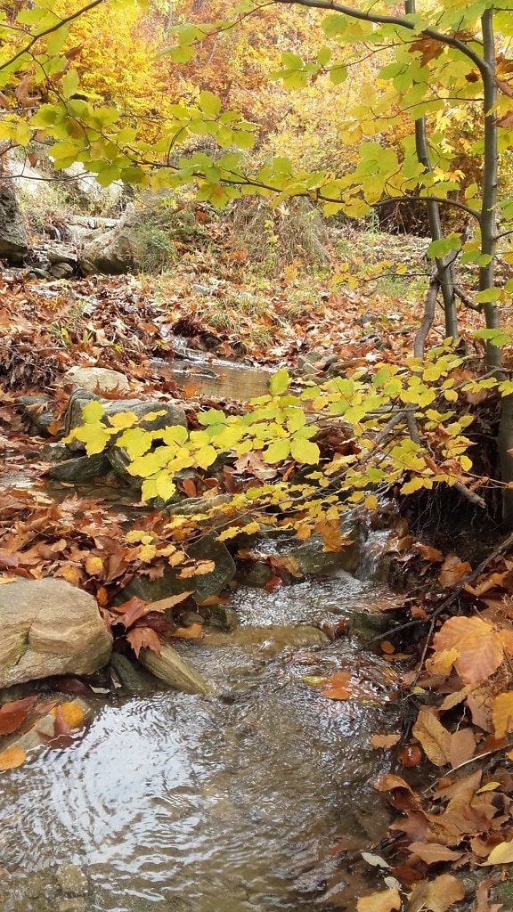 Stream, daun, kayu, sungai, alam, air, pohon, lansekap