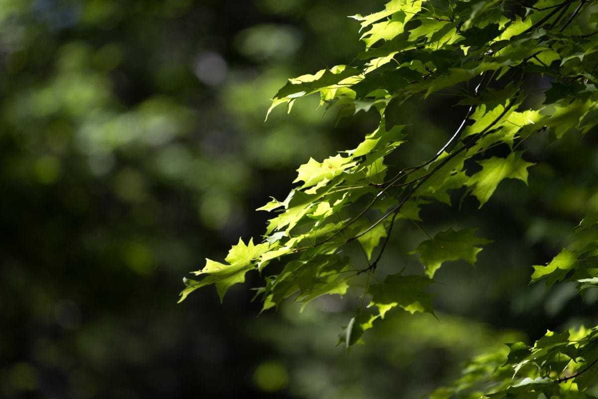 groen blad, milieu, boom, tak, natuur, zomer, zon, hout