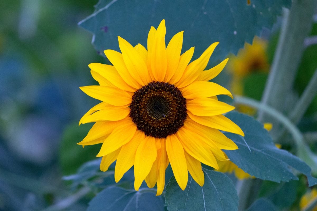 Sunflower, pertanian, daun hijau, Taman, musim panas, sifat, bunga, tanaman, daun bunga