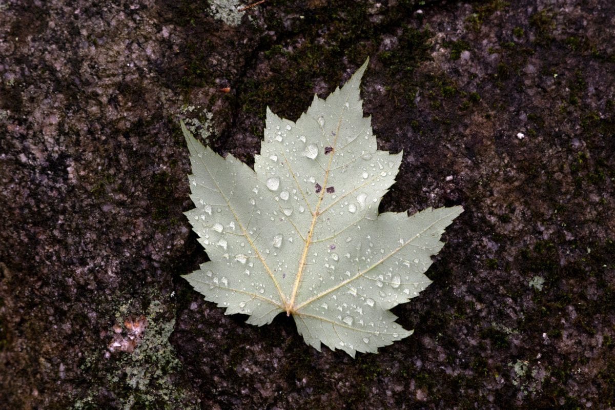 list, déšť, vlhkost, rostlina, podzim, strom, Rosa