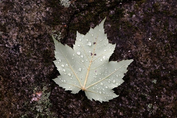 leaf, rain, moisture, plant, autumn, tree, dew