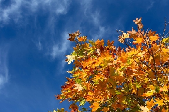 alam, daun, pohon, musim gugur, tanaman, hutan, langit biru, Kolam