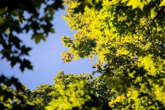 sun, wood, nature, leaf, tree, blue sky, plant, sunshine, forest