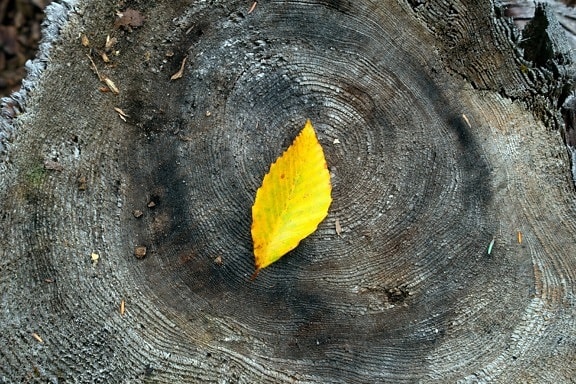 Leaf, gul, tre, natur, tre, dagslys, utendørs