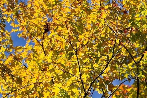 strom, větev, příroda, list, podzim, rostlina, Les, zeleň