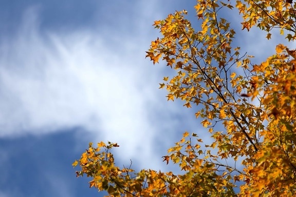 Baum, Holz, Natur, Blatt, Zweig, Herbst, Pflanze, Wald, blauer Himmel
