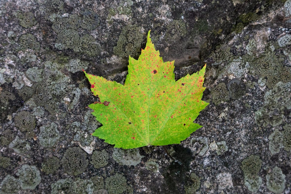 zelený list, příroda, kámen, venk., podzim