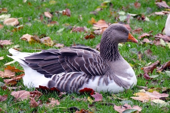 bird, nature, wildlife, grey goose, waterfowl, autumn, feather, beak, green grass
