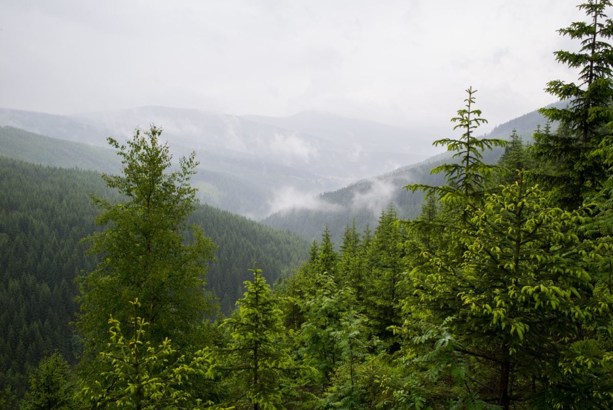 природа, мъгла, дърво, пейзаж, иглолистни, мъгла, дърво, планина, гора