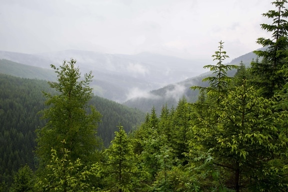 nature, fog, tree, landscape, conifer, mist, wood, mountain, forest