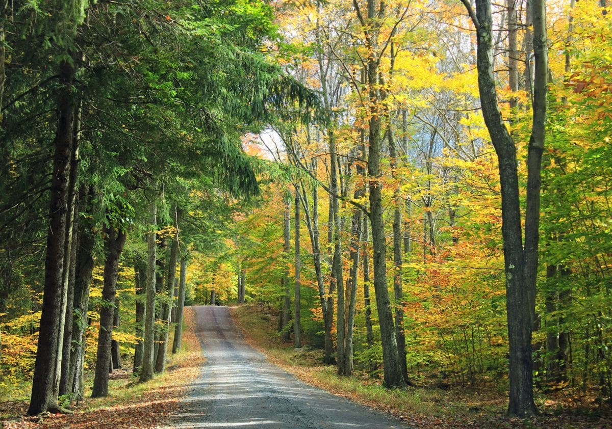 ξύλο, φύση, δέντρο, δρόμος, φύλλο, τοπίο, δασικός δρόμος, λεύκα, φθινόπωρο