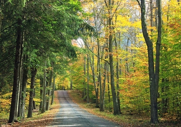 木材、自然、木、道路、葉、風景、林道、ポプラ、秋