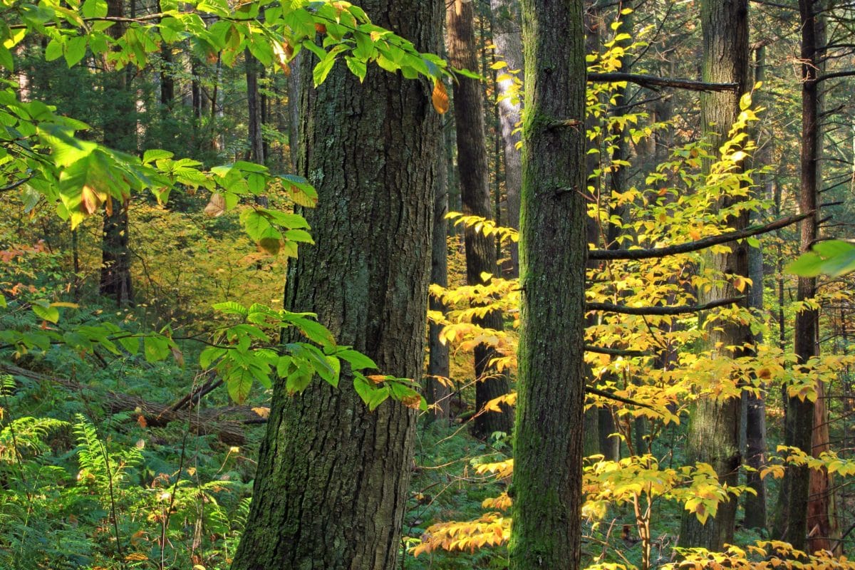 フリー写真画像 自然 木 葉 風景 木 森林 秋 植物
