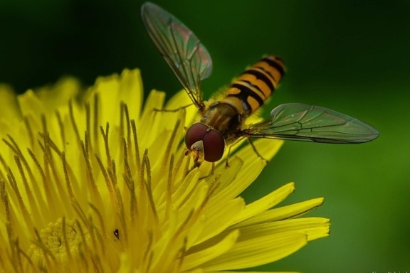 natur, insekt, leddyr, støvveje, gul blomst, vinge, hvirvelløse, bug