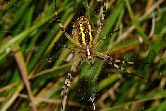 hämähäkki, luonto, hyönteinen, niveljalkaisten, hämähäkin verkko, selkärangattomien, eläin, vihreä