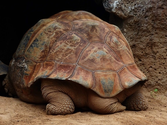 wildlife, tortoise, turtle, armor, reptile, big, reptile
