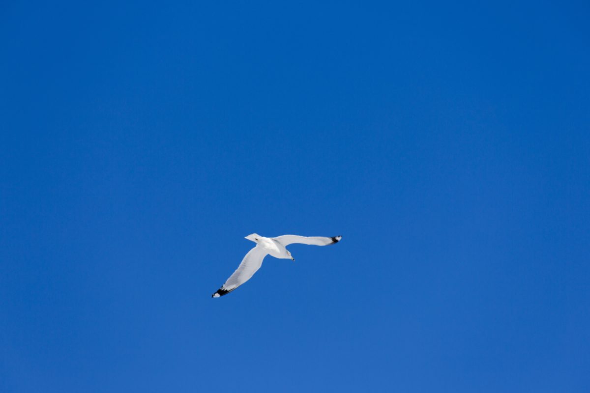 ptak, niebo, Seabird, powietrze, Seagull, przyrody, Błękitne niebo, lot