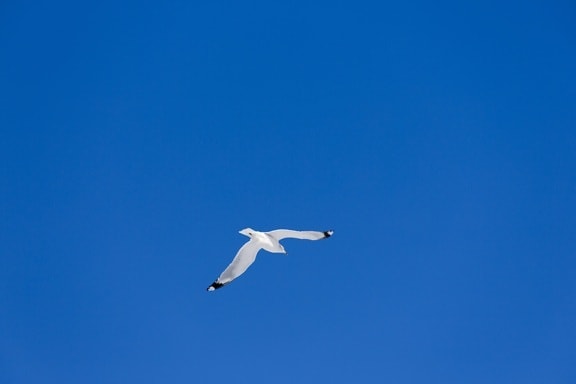 bird, sky, seabird, air, seagull, wildlife, blue sky, flight