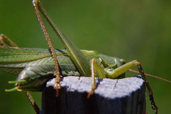 Скакалец, зелен, Скакалец, насекомо, дива природа, богомолка, безгръбначни