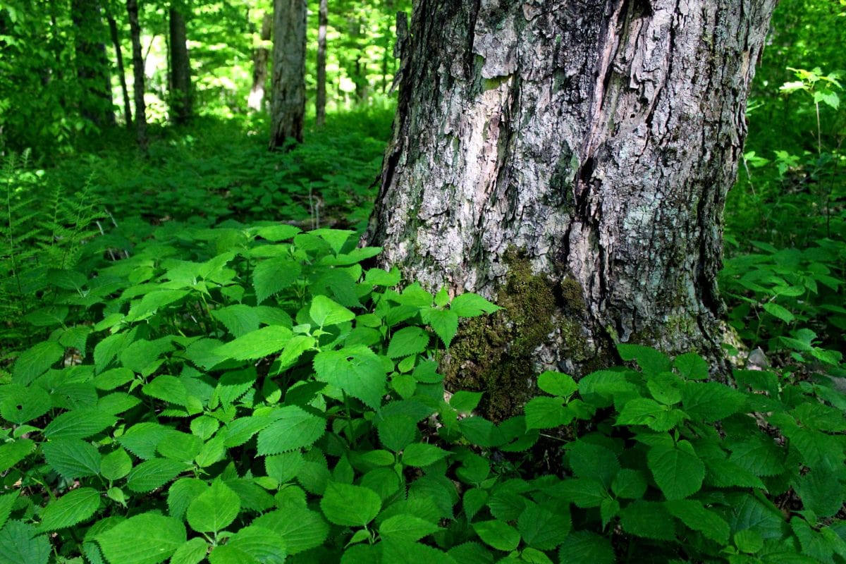 příroda, životní prostředí, dřevo, stromová kůra, zelený list, rostlina, Les, krajina