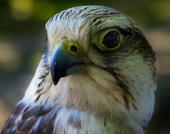 hawk, bird, falcon, falconry, head, beak, wildlife, raptor