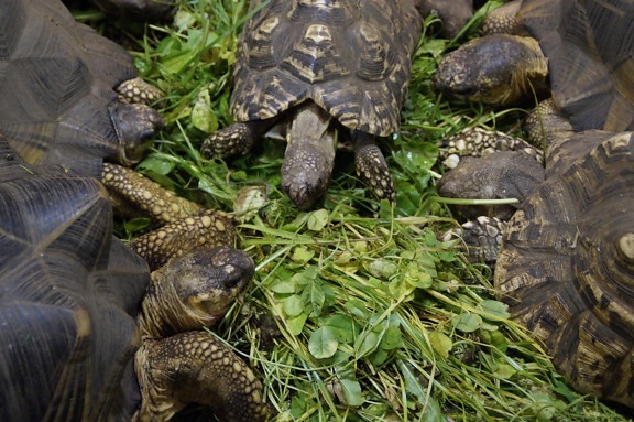 armor, tortoise, nature, brown turtle, reptile, green grass