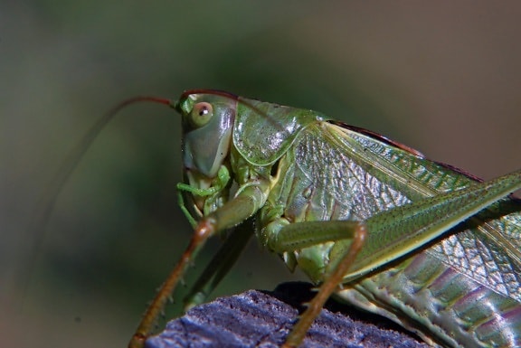 grön gräshoppa, djurliv, natur, ryggradslösa, insekt, leddjur, bugg, djur