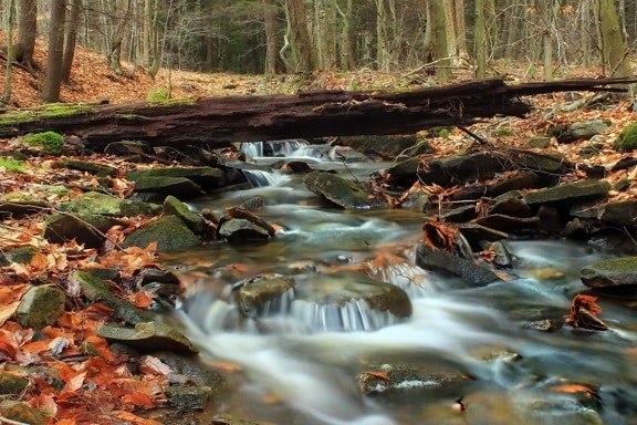water, landscape, nature, wood, tree, stream, river, leaf