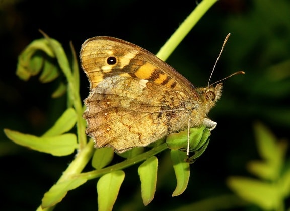 кафява пеперуда, дива природа, безгръбначни, животните, насекоми, природа, зелени листа