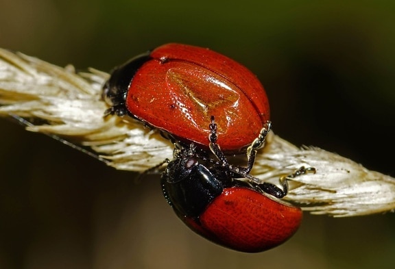 red beetle, nature, ladybug, invertebrate, insect, wildlife, arthropod