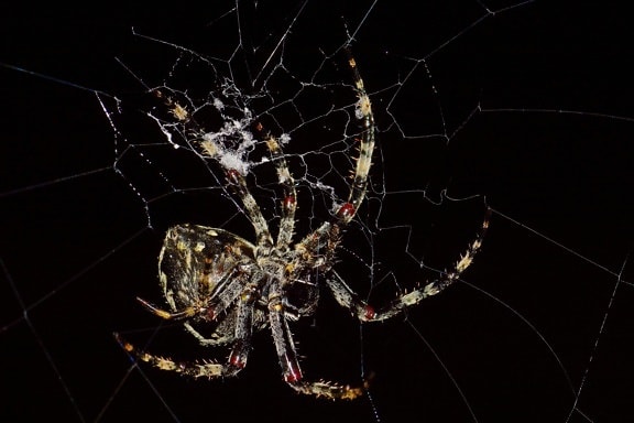 hyönteinen, vaara, fobia, hämähäkin seitti, hämähäkki, Spiderweb, pimeys