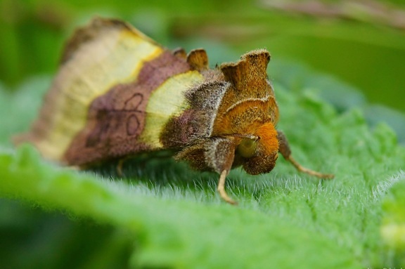 animal, insect, nature, wildlife, moth, green leaf