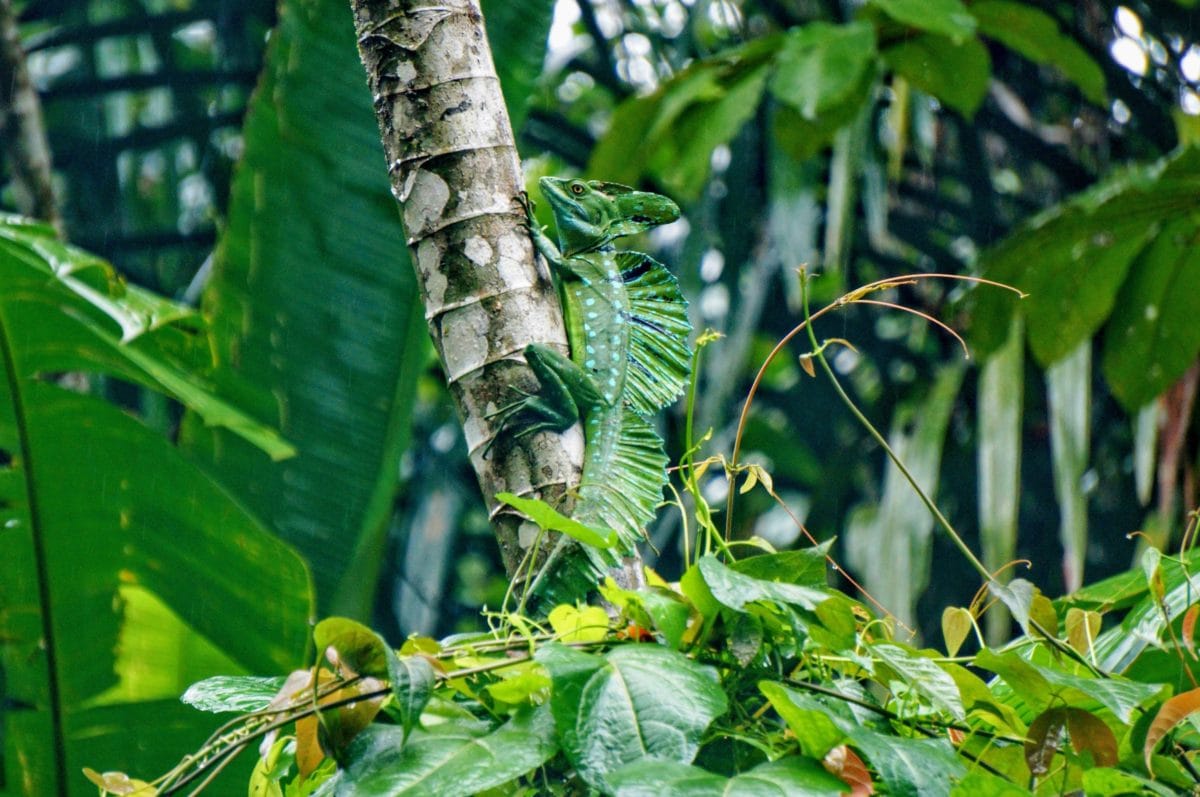フリー写真画像 熱帯雨林 葉 自然 ジャングル 環境 木