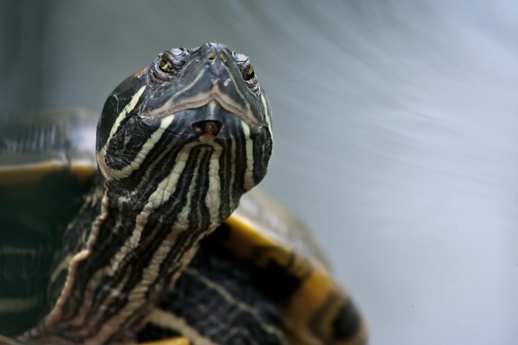 head, colorful turtle, shell, tortoise, reptile, nature, water, wildlife