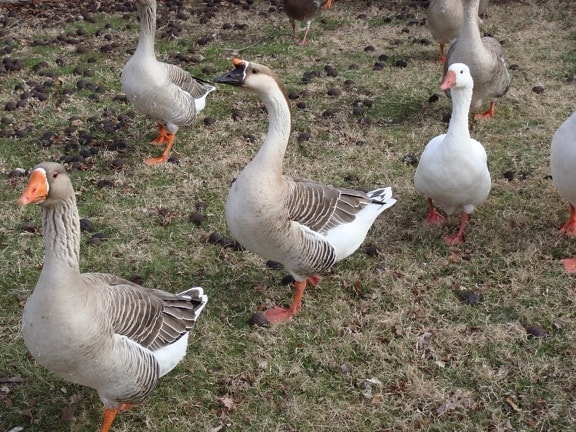 long neck, wildlife, grey goose, bird, waterfowl, poultry
