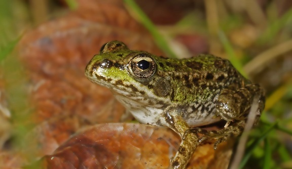 amphibian, nature, brown frog, wildlife, animal, eye