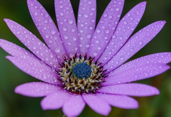 petal, purple flower, pistil, dew, beautiful, garden, plant, pollen