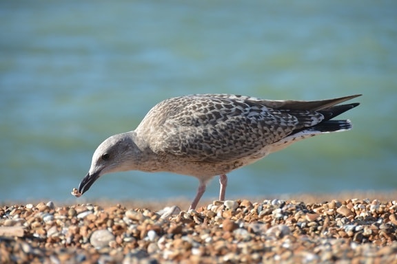 seagull, coast, ground, animal, bird, nature, wildlife, shorebird, feather, wild