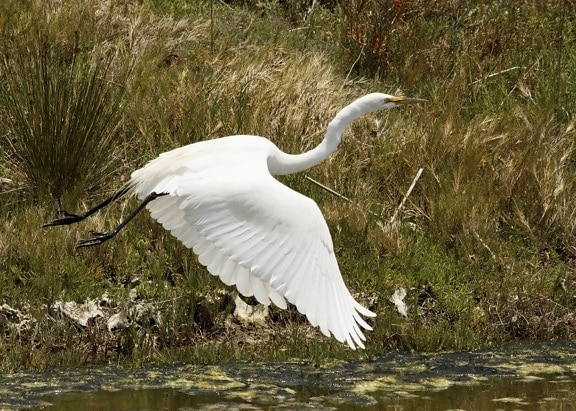nature, water, wildlife, great egret, animal, white bird, flight, beak