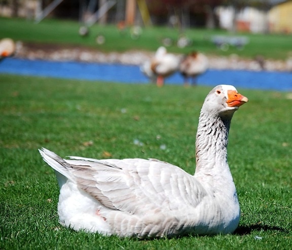 white goose, green grass, poultry, waterfowl, feather, bird, nature