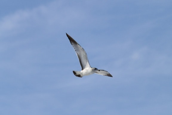 flight, wildlife, blue sky, seagull, nature, bird, seabird, seagull